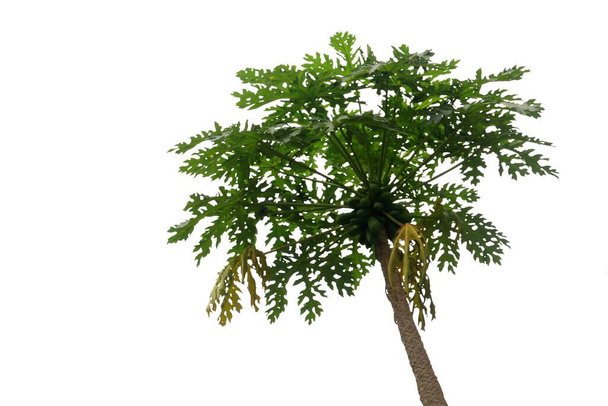 Izolowany obraz drzewa papaja - Zdjęcie, obraz