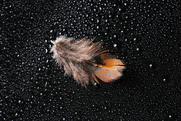 Красивое фазановое перо с капельками воды на черном фоне - Фото, изображение