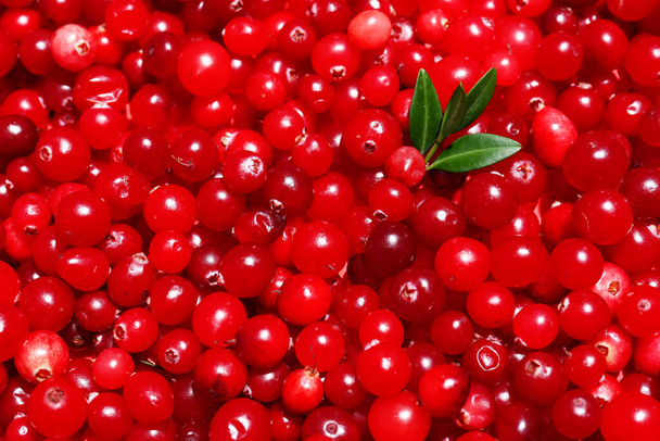 Muitos lingonberry maduro como fundo, close-up - Foto, Imagem