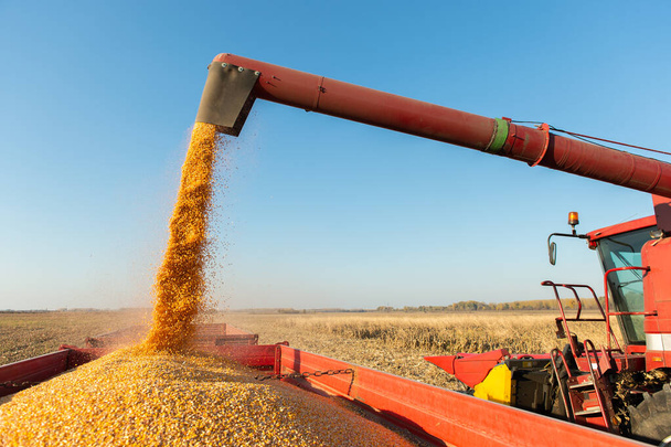 Pouring corn grain into tractor trailer after harvest at field. - Foto, immagini