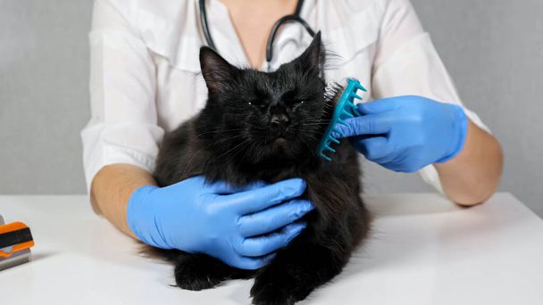 unrecognizable veterinarian combing a black cat with a brush, close-up - Photo, Image