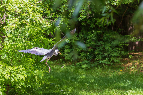 Garza gris - Ardea cinerea de pie sobre una rama de árbol junto a un estanque. - Foto, imagen
