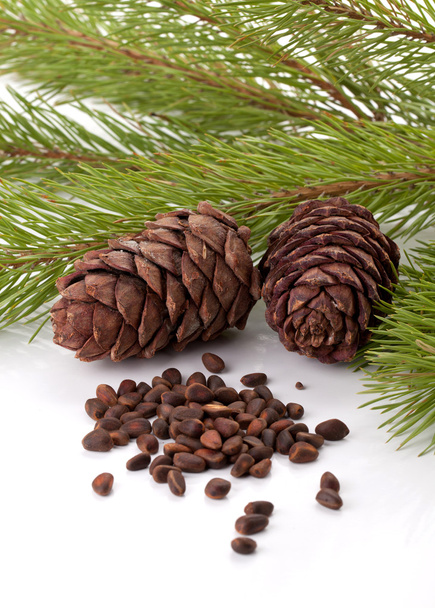Siberian pine nuts and needles branch - Photo, Image