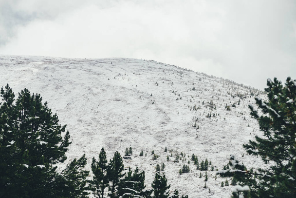 Minimalista téli táj nagy havas hegy fák alatt felhős ég. Minimális kilátás a hegyekre zöld tűlevelű fákon keresztül a fehér hódomb tetejére borús időben. Havas alpesi táj. - Fotó, kép