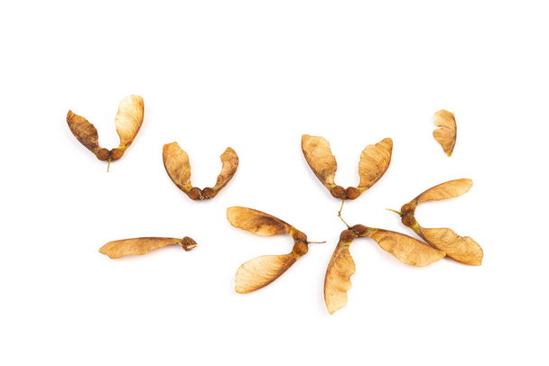 Close up of dried maple seeds isolated on white background. Natural materials. Design element - Foto, Imagem