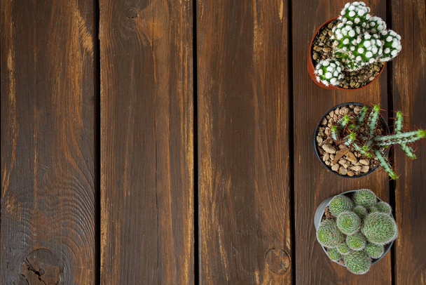 cactuses and succulents on wooden surface, top view - Foto, imagen