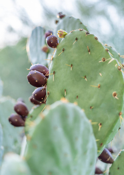 A close up of sharp cactus in Desert Botanical Garden in Phoenix, Arizona - 写真・画像