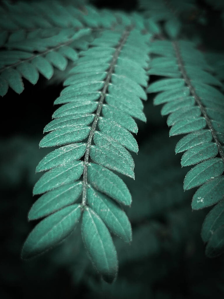 Un plano vertical de hojas verdes de Prosopischilensis - Foto, Imagen