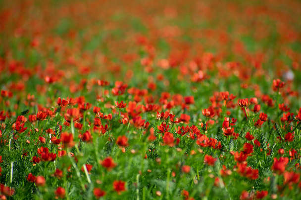 A beautiful shot of Adonis Annua flowers in the field - Фото, зображення