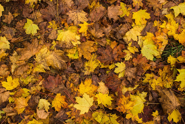 Autumn maple leaves - Valokuva, kuva
