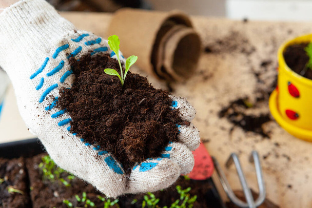 Close up of hands transplanting a plant into a new pot - Фото, изображение