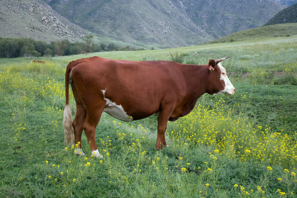 Cattle-breeding. Young cow (calf) on mountain meadows of Altai - 写真・画像