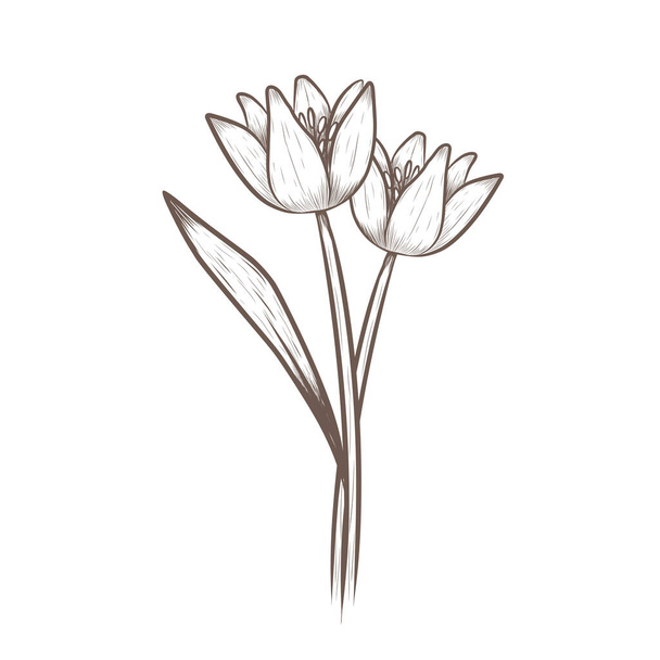Квітковий тюльпан графічний принт ручної роботи з тюльпанів
 - Вектор, зображення