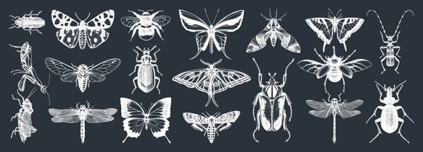Hand-sketched insects collection on chalkboard. Hand drawn beetles, bugs, butterflies, dragonfly, cicada, moths, bee set in vintage style. Entomological vector drawings - Vetor, Imagem