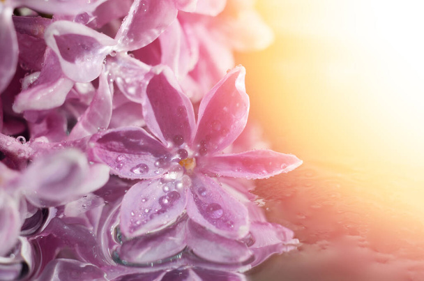 flor lila en gotas de rocío
 - Foto, imagen