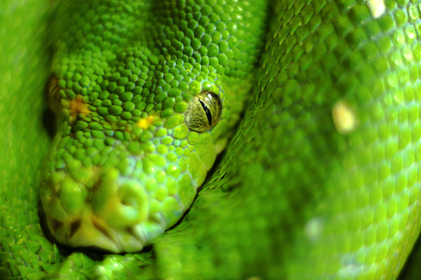Green snake - Fotoğraf, Görsel