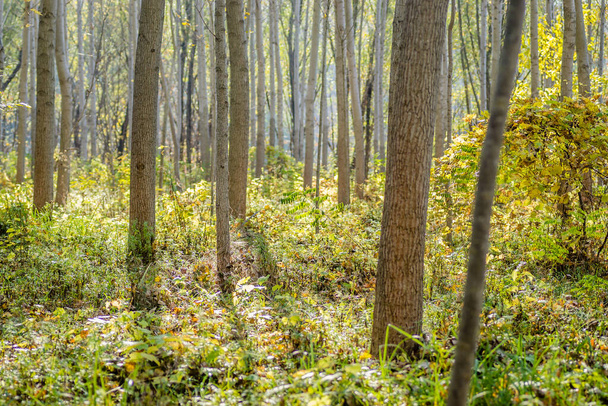 Fiatal Topola erdő a Duna mentén az év őszi felében. - Fotó, kép