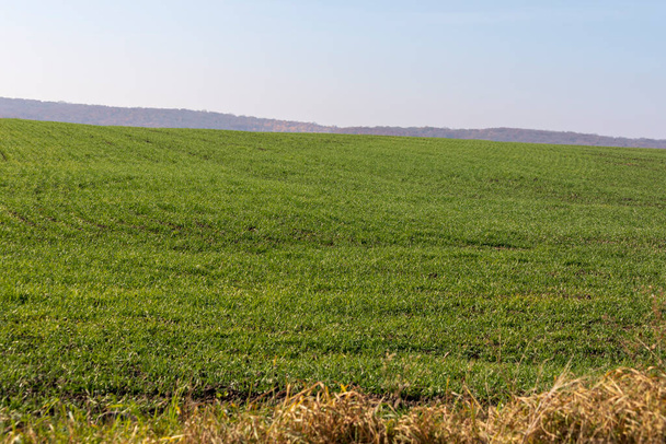 Campo verde con trigo en otoño - Foto, imagen