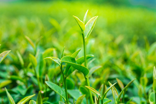 Chiudere le foglie di tè in una piantagione
 - Foto, immagini