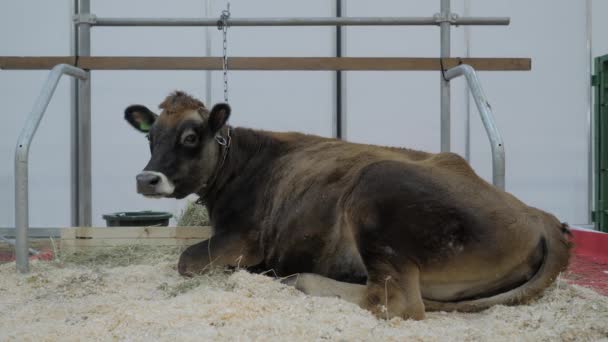 Porträt einer braunen Kuh, die in Tierausstellung ruht und sich umsieht - Filmmaterial, Video