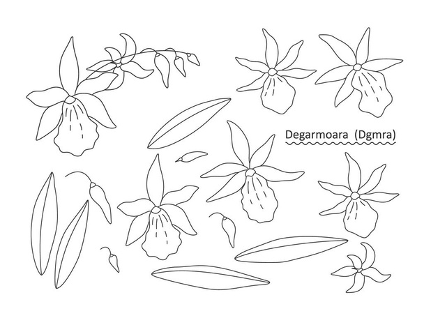 Sprig, flowers, buds and leaves of an orchid (Degarmoara) on a white background. Set of simple floral elements for your design. Line art vector illustration.  - Vector, Image