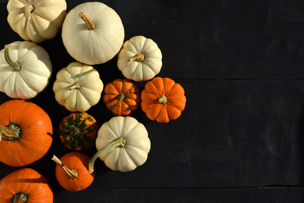 Orange and white pumpkins autumn background. - Foto, Bild