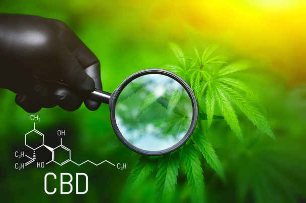 Cannabinoids and health, medical marijuana, CBD elements in Cannabis. Beautiful background of green hemp, place for copy space. Cannabis CBD oil (cannabidiol) - Photo, Image
