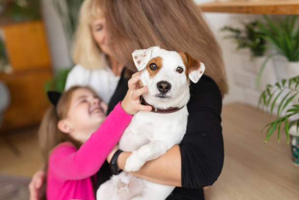 Woman holding Jack Russell terrier dog on hands. Pet and dogs concept - Valokuva, kuva