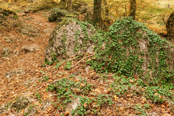 Tájkép nagy kövekkel borított zöld erdő liana található üres gyalogos útvonal Krími erdő őszi szezonban  - Fotó, kép