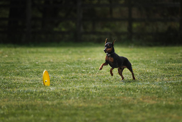 Wettbewerbe und Sport mit Hund an der frischen Luft auf der grünen Wiese im Park. Zwergpinscher schwarz-roter Farbe läuft schnell und versucht, eine gelbe Plastikfliegerscheibe zu fangen, die auf dem Boden rollt. - Foto, Bild
