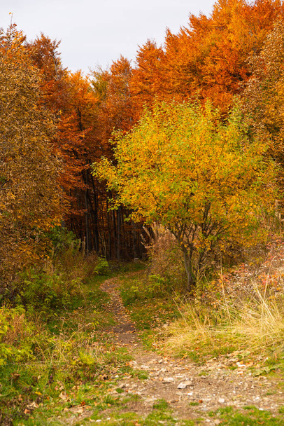 beautiful view of the November autumn forest and forest path - 写真・画像
