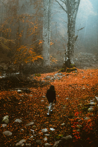Spacerując w mglistym, upiornym lesie z przyjacielem. - Zdjęcie, obraz