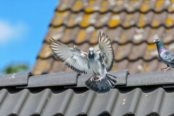 Renntaube breitet Flügel aus, um auf dem Dach ihres Dachgeschosses zu landen - Foto, Bild