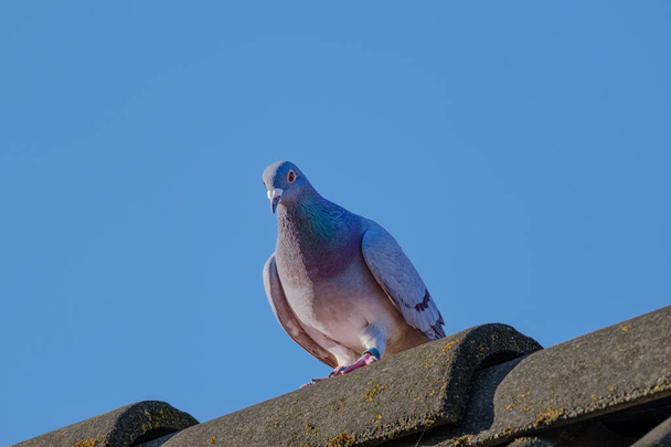 Mooie vliegduif zit op de nok van het dak en kijkt naar beneden - Foto, afbeelding