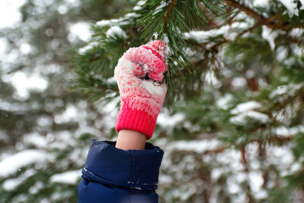 Ženská ruka v růžové zimní rukavici drží smrkovou větev. Vánoční náladu. Projdi se lesem. Příroda zima rozmazané pozadí. Dotknout vánoční strom venkovní. - Fotografie, Obrázek