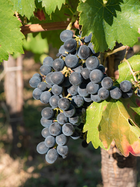 Uvas azuis escuras que amadurecem no ramo vitivinícola de uma vinha que se prepara para ser colhida durante a vindima - Foto, Imagem
