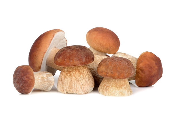 Group of mushrooms - Фото, изображение