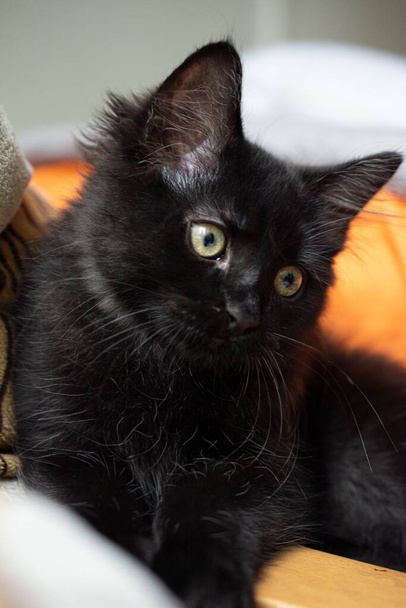 Μικρή μαύρη γάτα, Περσική γάτα - Φωτογραφία, εικόνα