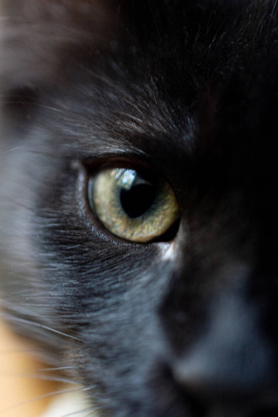 Kleine zwarte kat, Perzische kat - Foto, afbeelding