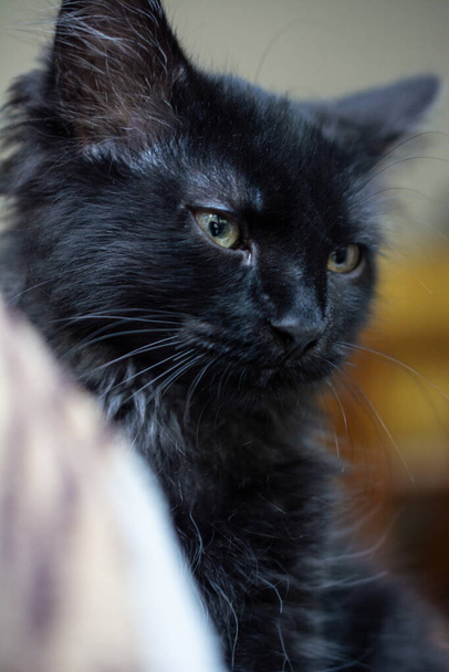 Μικρή μαύρη γάτα, Περσική γάτα - Φωτογραφία, εικόνα