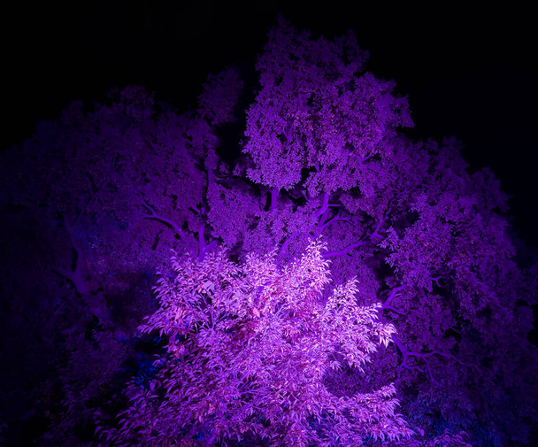 Trees illuminated with pink lights at night. Magical forest. Selective focus. - Photo, Image