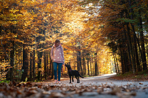 Piękny kolorowy obraz kobiety spacerującej z czarnym szczeniaczkiem labradora po drodze pod jesiennymi drzewami ze światłem słonecznym przechodzącym przez gałęzie. - Zdjęcie, obraz