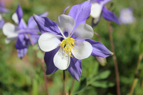 Κολοράντο Columbine λουλούδι - Φωτογραφία, εικόνα