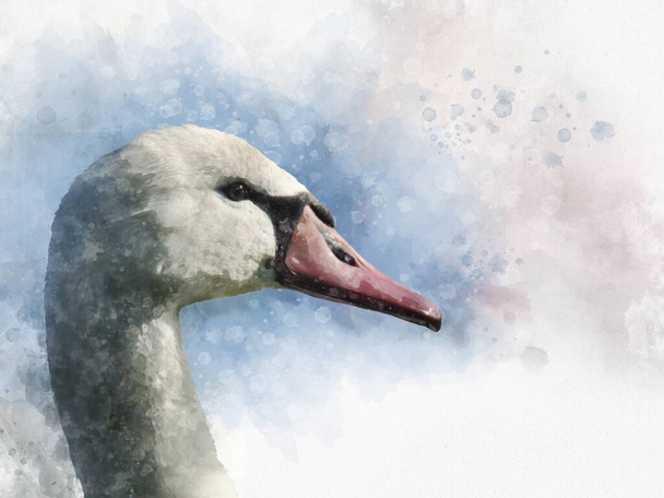 Ilustración en acuarela de un cisne blanco sobre fondo blanco. Ilustración de aves
. - Foto, Imagen