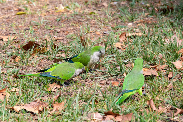 Papoušek mnišský (Myiopsitta monachus), také známý jako papoušek kvaker, je druh pravého papouška. Je to malý, jasně zelený papoušek s našedlými prsy a zelenožlutým břichem - Fotografie, Obrázek