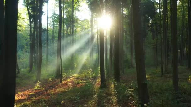 çok güzel bir sabah yeşil orman - Video, Çekim