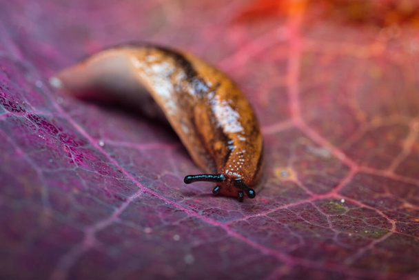 European slug on a beautiful background in the form of a colorful autumn leaf - Foto, Bild