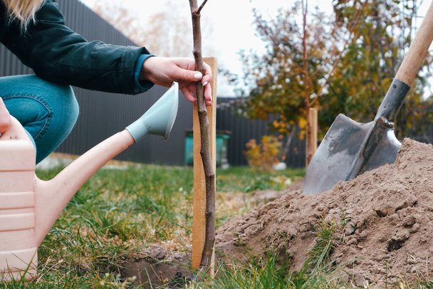 Εθελοντές φυτεύουν ένα δέντρο. Η γυναίκα φυτεύει οπωροφόρα δέντρα στον κήπο, τα χέρια με φτυάρι σκάβει το έδαφος, τη φύση, το περιβάλλον και την οικολογία έννοια - Φωτογραφία, εικόνα