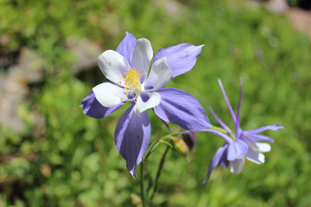 Colorado Columbine bloem - Foto, afbeelding