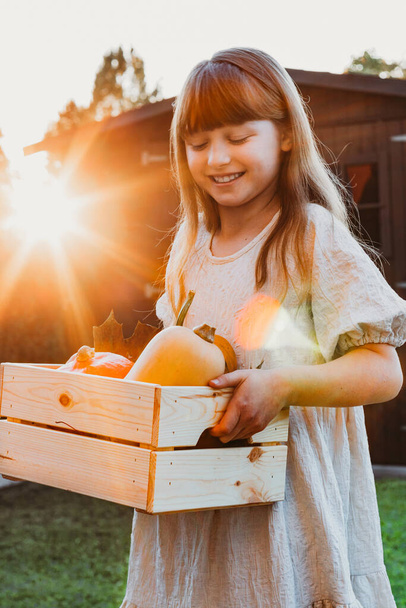 A girl in the evening sun stands in the backyard of a house with a box of pumpkins. Harvesting. Autumn vegetables. Thanksgiving Day - Fotó, kép